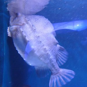 Lumpfish (Cyclopterus lumpus)