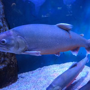Arctic Char (Salvelinus alpinus)