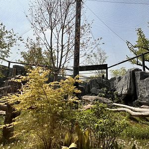 Himalayan Griffon Vulture Aviary