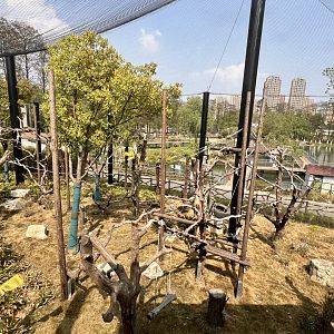 DeBrazza's Monkey Exhibit