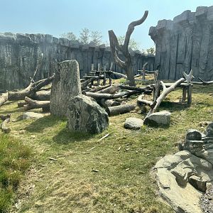 Olive Baboon Exhibit
