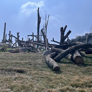 Chimpanzee Exhibit #1