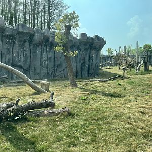 Chimpanzee Exhibit #2