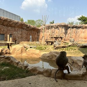 Hamadryas Baboon Exhibit