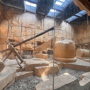 Hamadryas Baboon Indoor Exhibit