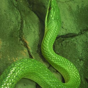 Rhinoceros ratsnake : Cotswold WP : 28 Mar 2025