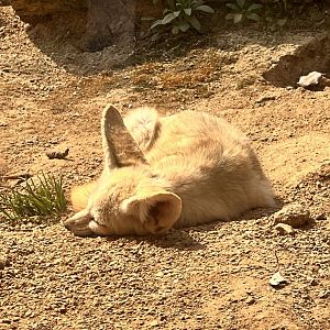 Fennec Fox