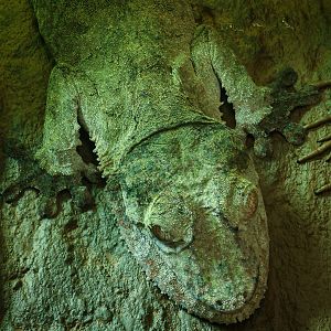 Henkel's leaf-tailed gecko : Cotswold WP : 28 Mar 2025