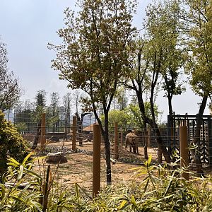 African Elephant Exhibit