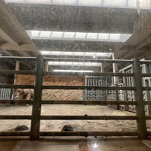 African Elephant Indoor Exhibits