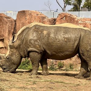 Southern White Rhinoceros