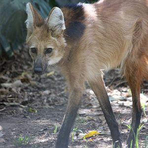 Maned wolf (Chrysocyon brachyurus)