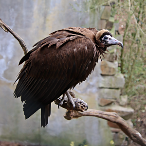 Hooded vulture (Necrosyrtes monachus)