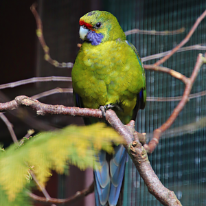Tasmanian rosella (Platycercus caledonicus)