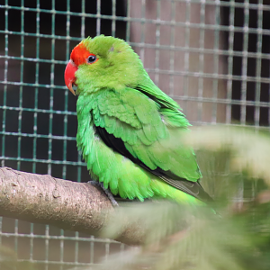 Black-winged lovebird (Agapornis taranta)