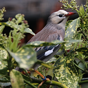Red-billed starling (Spodiopsar sericeus)