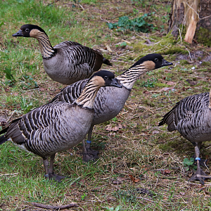 Hawaiian goose (Branta sandvicensis)