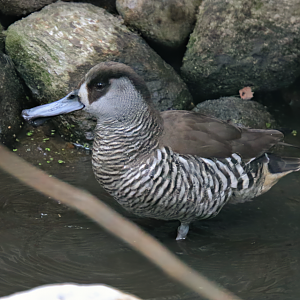 Pink-eared duck (Malacorhynchus membranaceus)