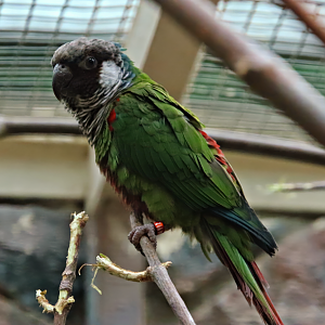 Grey-breasted parakeet (Pyrrhura griseipectus)