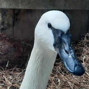 Trumpeter Swan Close Up