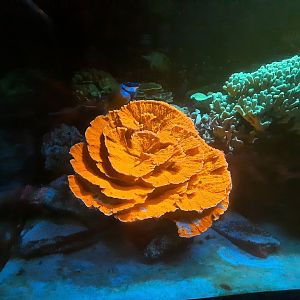 Fluorescent Coral