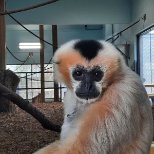 White Cheeked Gibbon - Parker