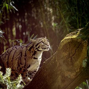 Clouded leopard : Cotswold WP : 28 Mar 2025