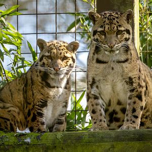 Clouded leopard : Cotswold WP : 28 Mar 2025