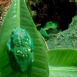 Mexican leaf frog : Cotswold WP : 28 Mar 2025