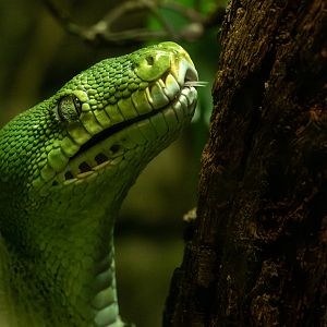 Green tree python : Cotswold WP : 28 Mar 2025