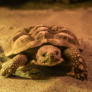 Pancake tortoise : Cotswold WP : 28 Mar 2025