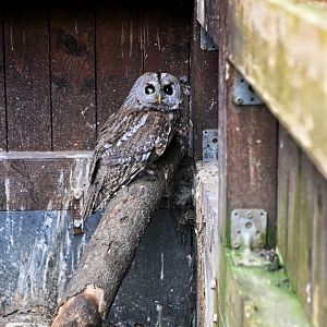 Tawny owl - Ornis
