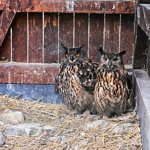 Eurasian eagle owl - Ornis