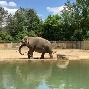 Columbus Zoo - Asia Quest - Asian Elephant exhibit