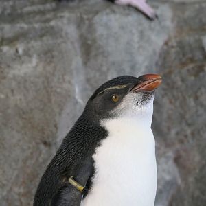 Southern Rockhopper Penguin (Eudyptes chrysocome {sensu lato})