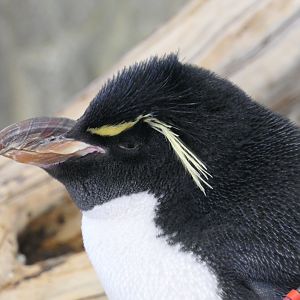 Southern Rockhopper Penguin (Eudyptes chrysocome {sensu lato})