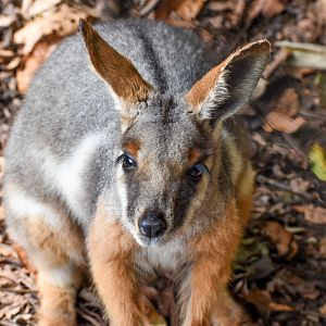 Yellow-footed Rock-Wallaby