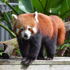 Red Panda
