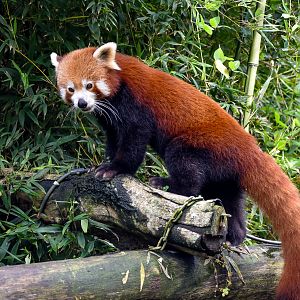 Red Panda