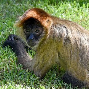 Black-handed Spider Monkey