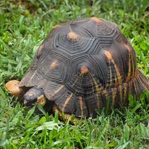 Radiated Tortoise