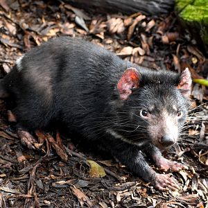Tasmanian Devil