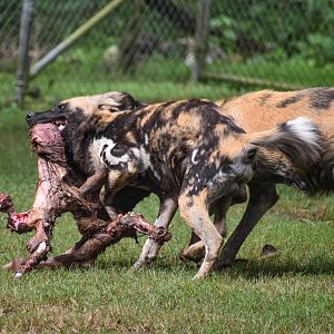 African Wild Dog carcass feed