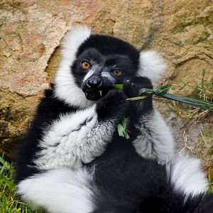 Black and white Ruffed Lemur