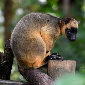 Lumholtz's Tree-Kangaroo