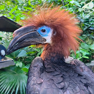 Black-Casqued Hornbill (Ceratogymna atrata)