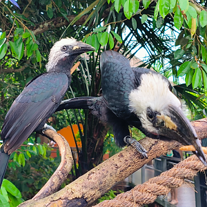 Western Long-Tailed Hornbill (Horizocerus albocristatus)