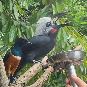Western Long-Tailed Hornbill (Horizocerus albocristatus)