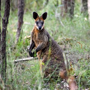 Swamp Wallaby