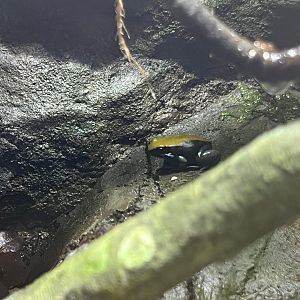Blue-Legged Mantella (Mantella expectata)